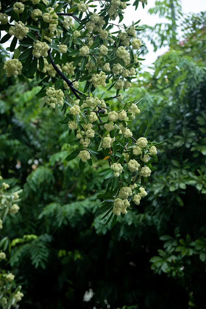 ดอกนม (10)