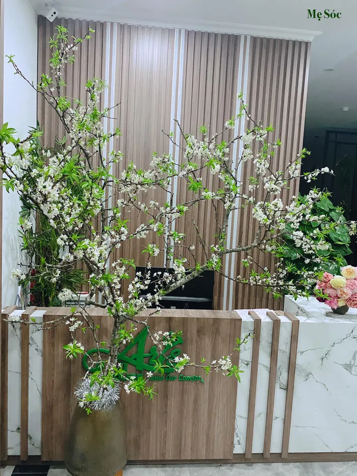 การดูแลดอกพลัม