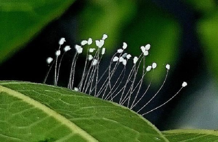 ความหมายของดอกอุทุมพร