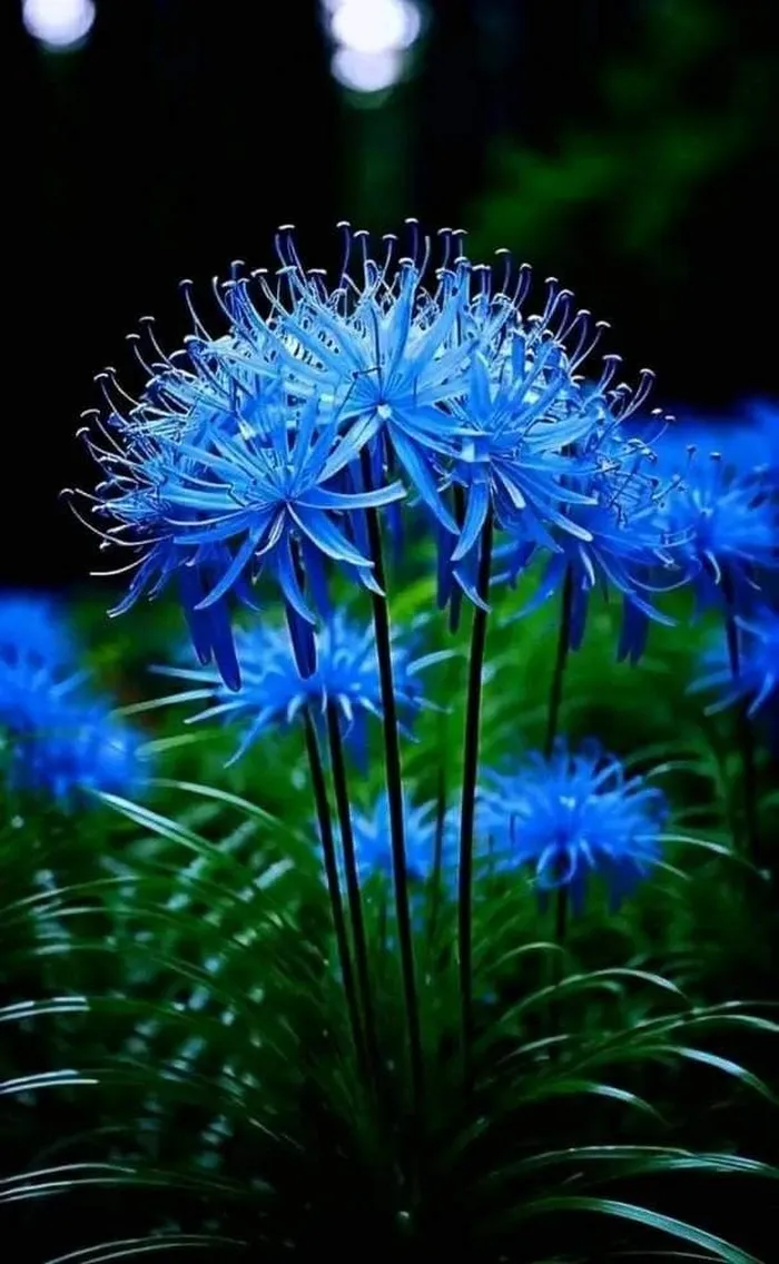 ดอกฮิกันบานะสีฟ้า (6)