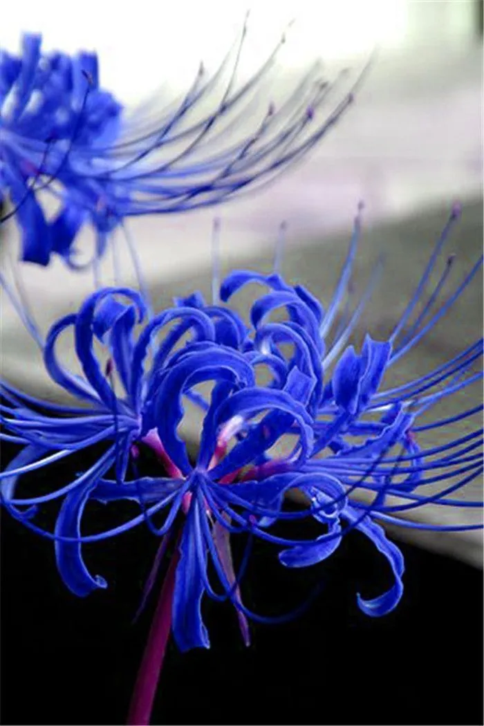 ดอกฮิกันบานะสีฟ้า (7)
