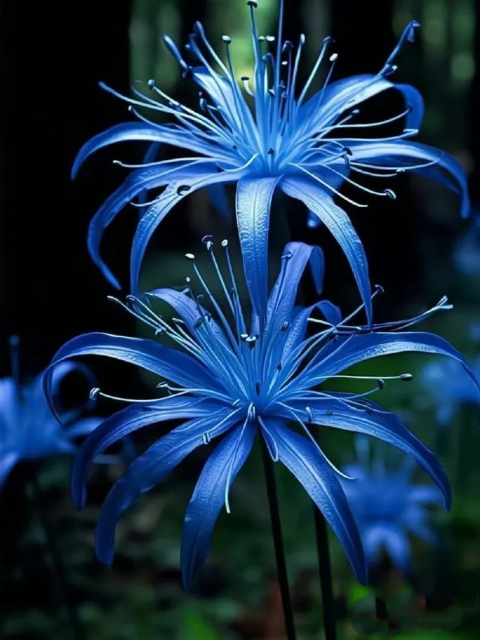 ดอกฮิกันบานะสีฟ้า (8)