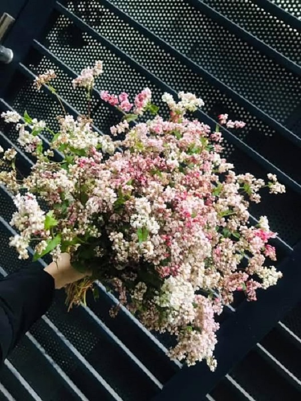 ลักษณะของดอกบัควีท