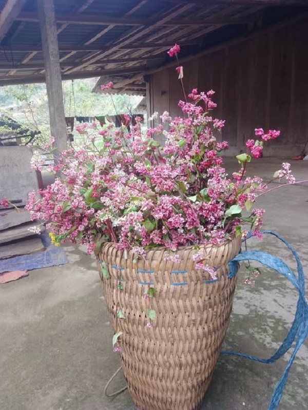 ดอกบัควีท (2)
