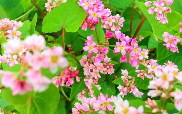 ดอกบัควีท (2)