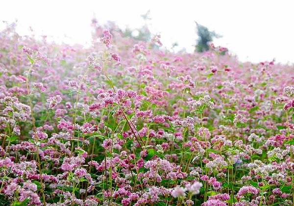 ดอกบัควีท (7)