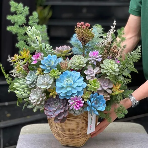 ความหมายของดอกเคมีเลีย