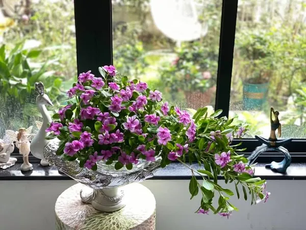 ดอกไม้สีม่วง (2)