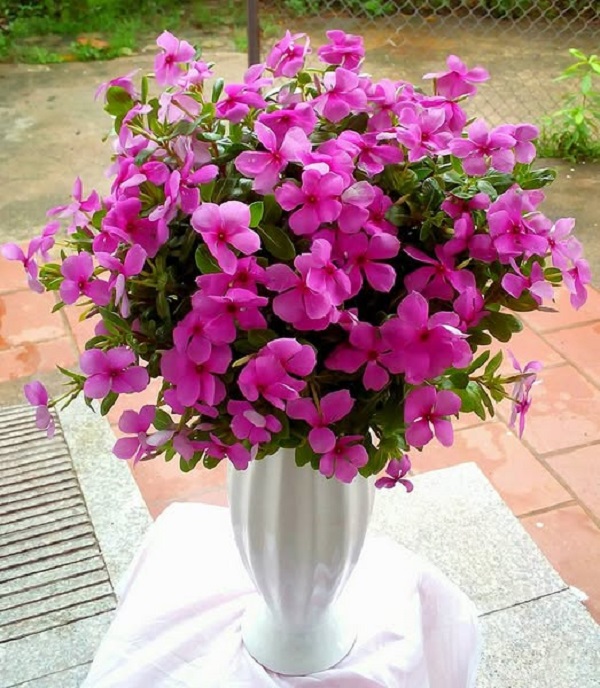ดอกไม้สีม่วง (3)