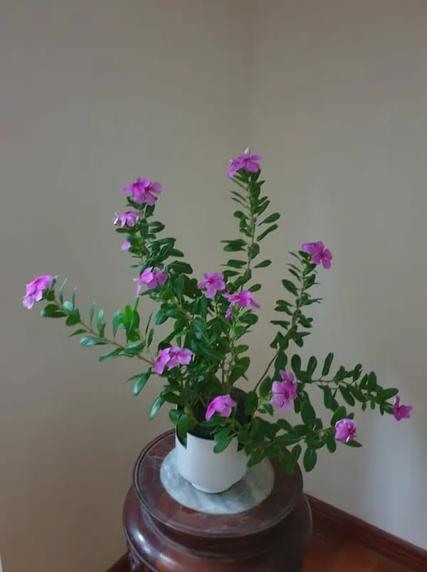 ดอกไม้สีม่วง (5)
